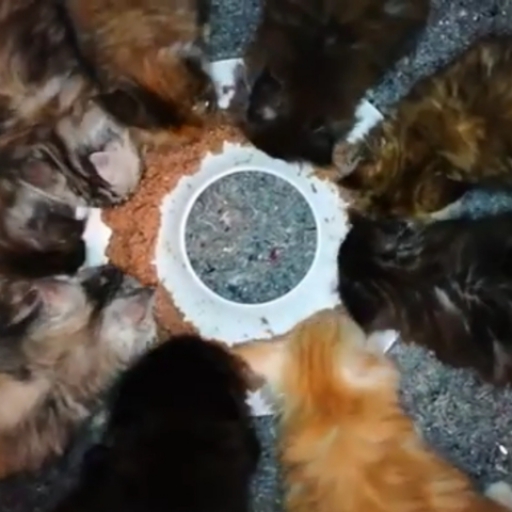 Fütterung von 9 Katzenbabys bei TronkoCoons