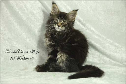 Wapi (der Glückliche)