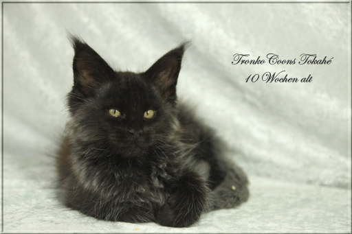 Tokahé (der Erste oder der Anführer)